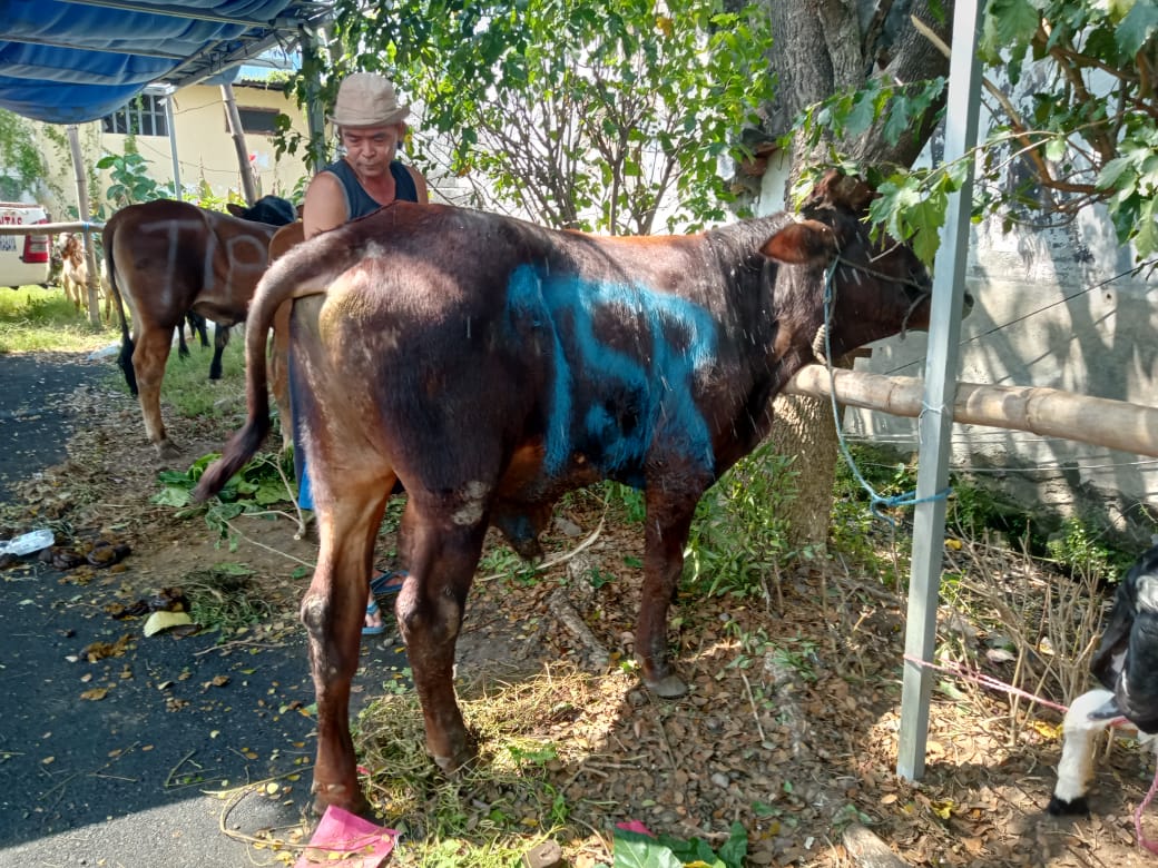 3 EKOR SAPI 400 KG MENDARAT DI KEDIRI: DR. TEGUH SUHARTO UTOMO BAGIKAN KURBAN KE LINGKUNGAN PEMKOT & PONDOK KASIH